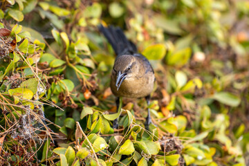 Great-tailed Grackle (female) sits on a bush. 