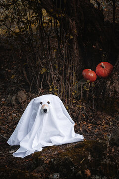 Halloween dog ghost with pumpkins