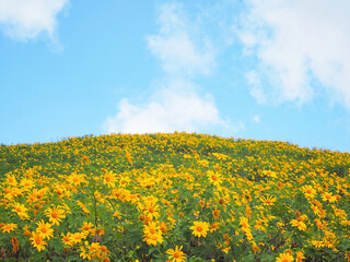 yellow Tree Marigold flower or Mexican sunflower field during the blooming season