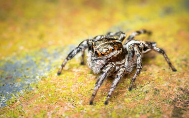  Macro shot of colorful jumping spider on cement floor, green floor, cute spider, Selective focus, close up photo, Thailand.