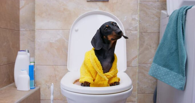 Comedy image of puppy being toilet trained. Mischievous dog sits on toilet in bright bathrobe, looks funny, makes grimace faces, indulges. Parody of parenthood raising children, family morning