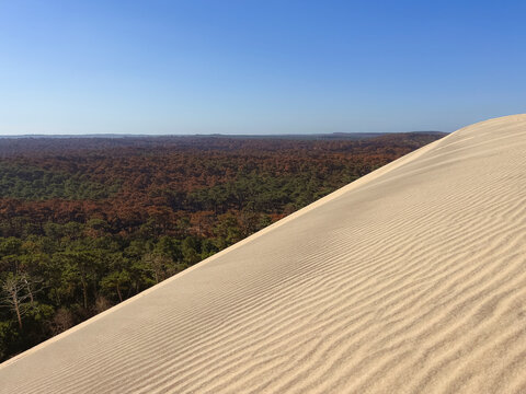 Dunes and burned forest