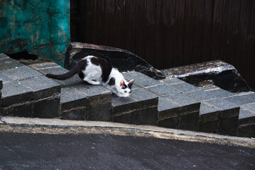 The wild cat crouched ready to pounce on emerald background.