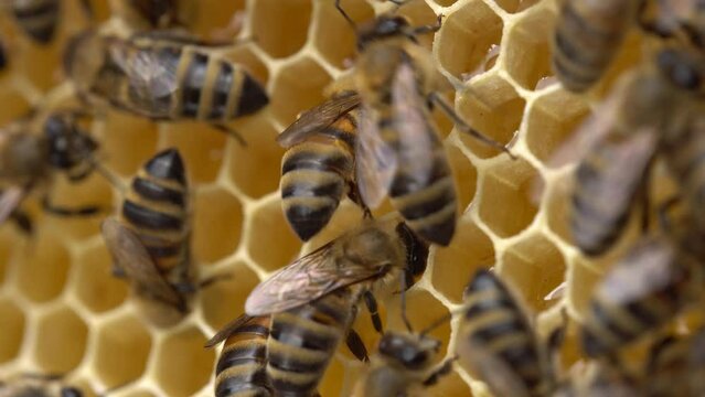 A honey bee colony, Honey Comb CloseUp. Beehive, organic beekeeping