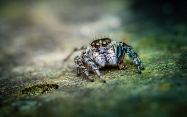  Macro shot of colorful jumping spider on cement floor, green floor, cute spider, Selective focus, close up photo, Thailand.