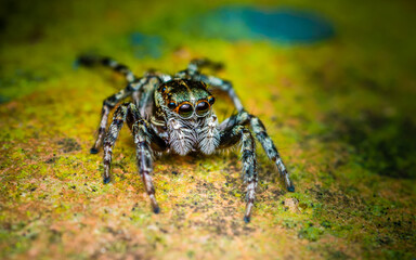  Macro shot of colorful jumping spider on cement floor, green floor, cute spider, Selective focus, close up photo, Thailand.