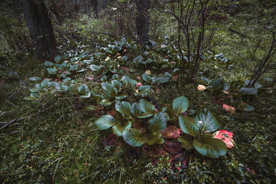A wide-angle view of thickets of a leather bergenia (Bergenia Crassifolia or Megasea), green leaves and dry ones on the ground of a deep taiga conifer forest surrounded by trees and other foliage