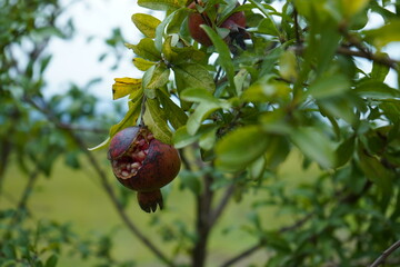 Pomegranate on the tree
