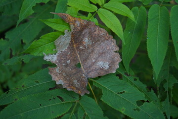 moth on leaf