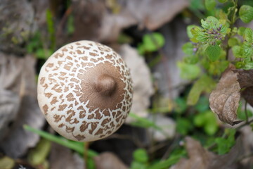 mushrooms in the forest