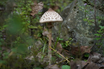 mushroom in the forest