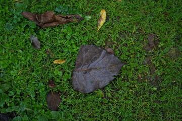 leaf on the grass
