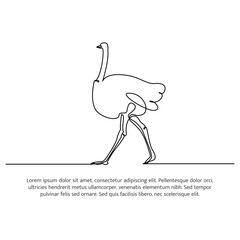 Ostrich line design. Simple animal silhouette decorative elements drawn with one continuous line. Vector illustration of minimalist style on white background.