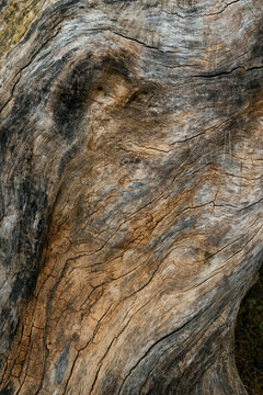 Wooden bark