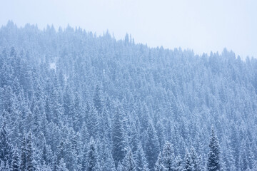 Snowy Mountain Trees