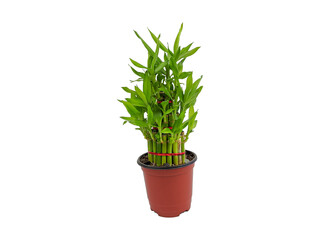 bamboo plant isolated on white background. can used for advertising and decoration needs. clipping path