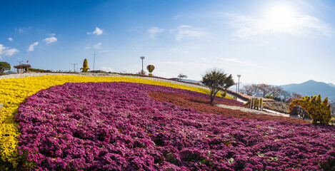 화순 국화 축제장의 아름다운 국화 꽃동산