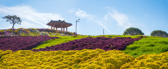 화순 국화 축제장의 아름다운 국화 꽃동산