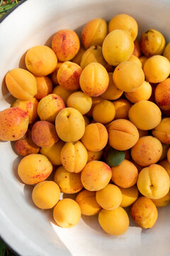 Natural organic apricots in white bowl