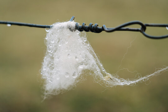 Piece of Wool Snagged on Fence