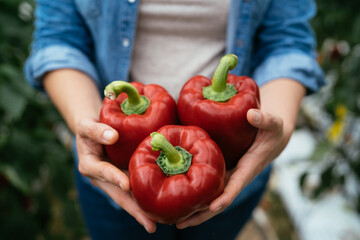 Crop woman showing bell peppers in greenhouse
