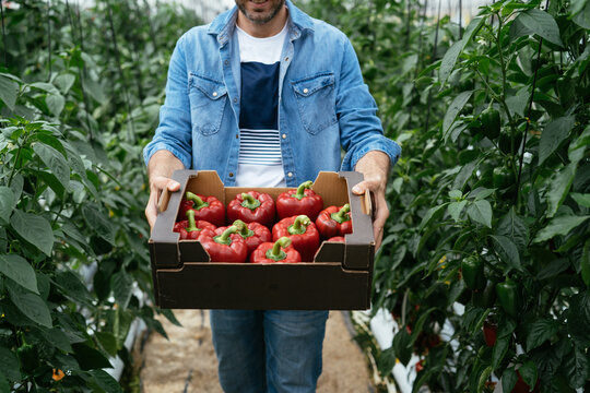 Farmer demonstrating box with harvested bell peppers