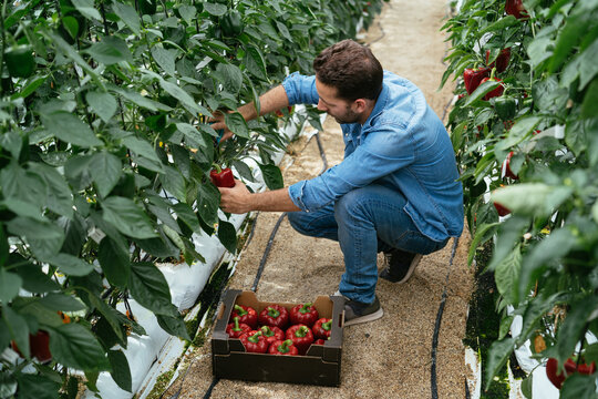 Young farmer picking red bell peppers from vine