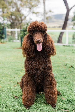 Chocolate standard poodle