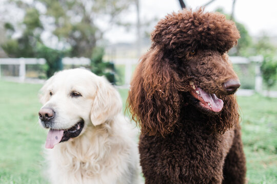 poodle and golden retriever standing together