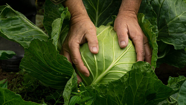 Cabbage