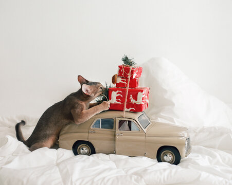 Little kitten near a toy car with a mountain of Christmas gifts. 