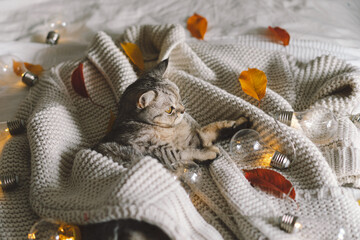 A cute cat on a soft sweater on a bed with decorative garland. Autumn or winter concepts. Hygge concept.