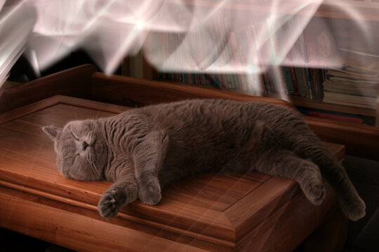 Closeup of pet cat sleeping on the table