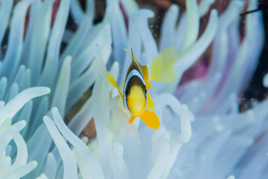 Anemonefish lives in sea anemone