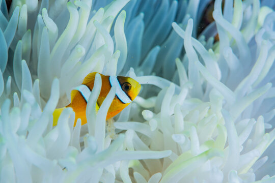 Anemonefish lives in sea anemone
