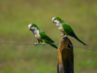 Two Monk Parakeets sitting on post and wire on green background