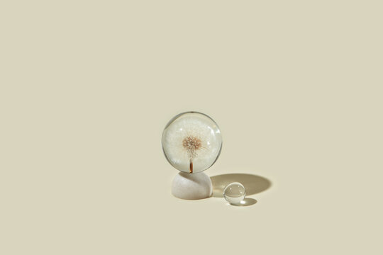 Crystal ball with beautiful dandelion.