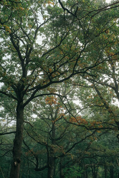 Plexus of tree branches in the autumn forest