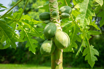 Papaya fruit on papaya tree in farm. Organic green papaya on tree.