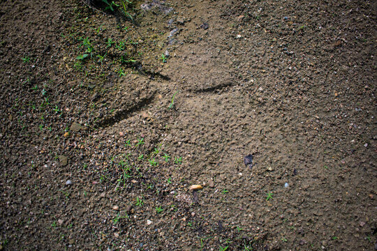 Footprint of a Great Blue Heron (Ardea herodias) in sand
