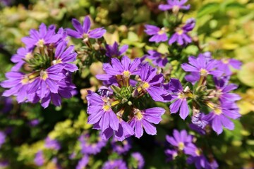 Purple Scaevola flowers surrounded by leaves in Florida zoologilcal garden