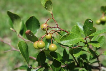 Fototapeta premium Plant with berries on natural green background 