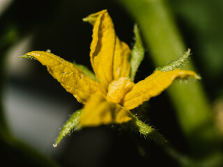 Close up of a yellow flower
