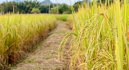 Close-up of Thai rice grains in a rice field