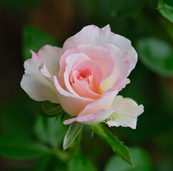 pink rose