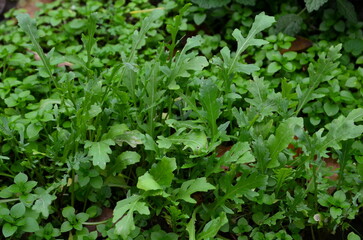 Arugula shot on an autumn evening close-up.