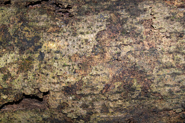 Distressed old concrete wall with black mold