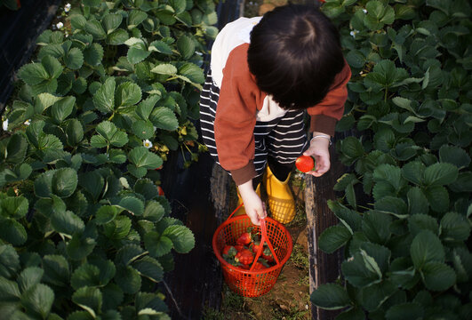 Cute little Asian boy picking strawberries in strawberry field