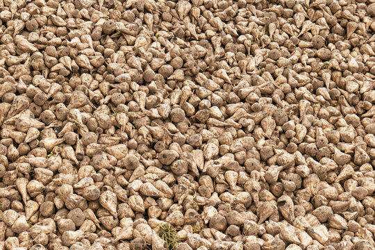 Sugar beets