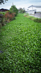 Fototapeta na wymiar Water hyacinth, the cause of wastewater and flooding